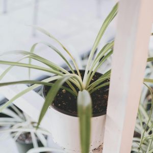 A spider plant in a white pot on a white shelf, perfect for modern interior decor.