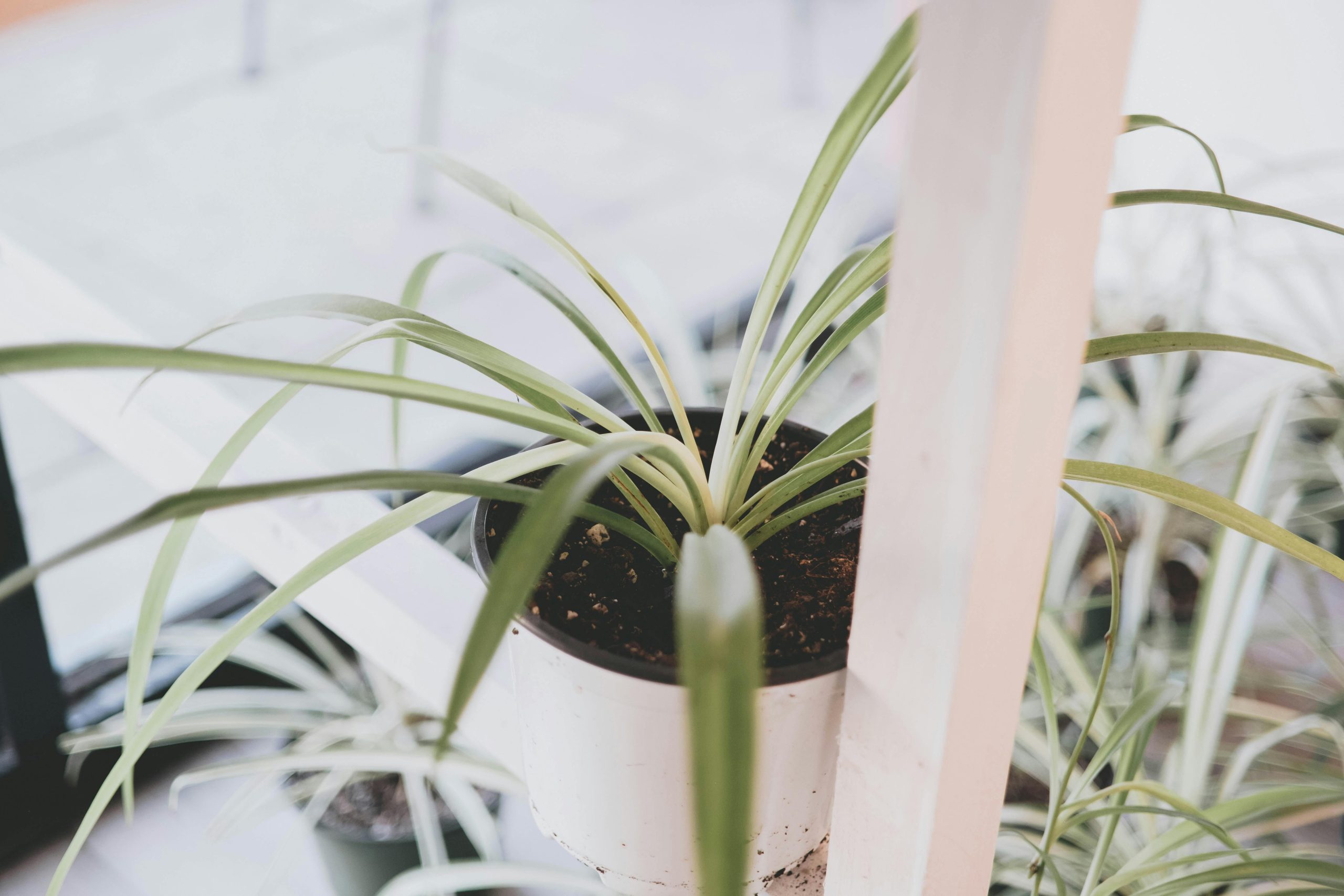 A spider plant in a white pot on a white shelf, perfect for modern interior decor.