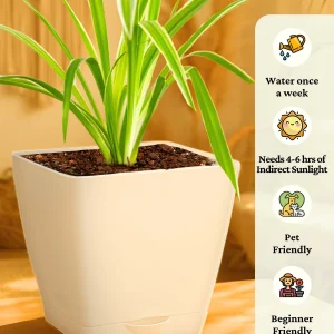 Kyari Spider Plant live indoor plant with Black Self Watering Pot - Small 4 Inch