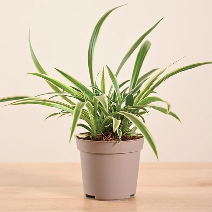 Spider Plant live indoor