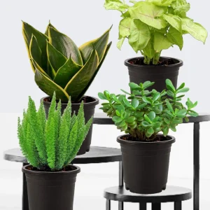 Set of 4 Air Purifying Indoor Plant Bundle for Home
