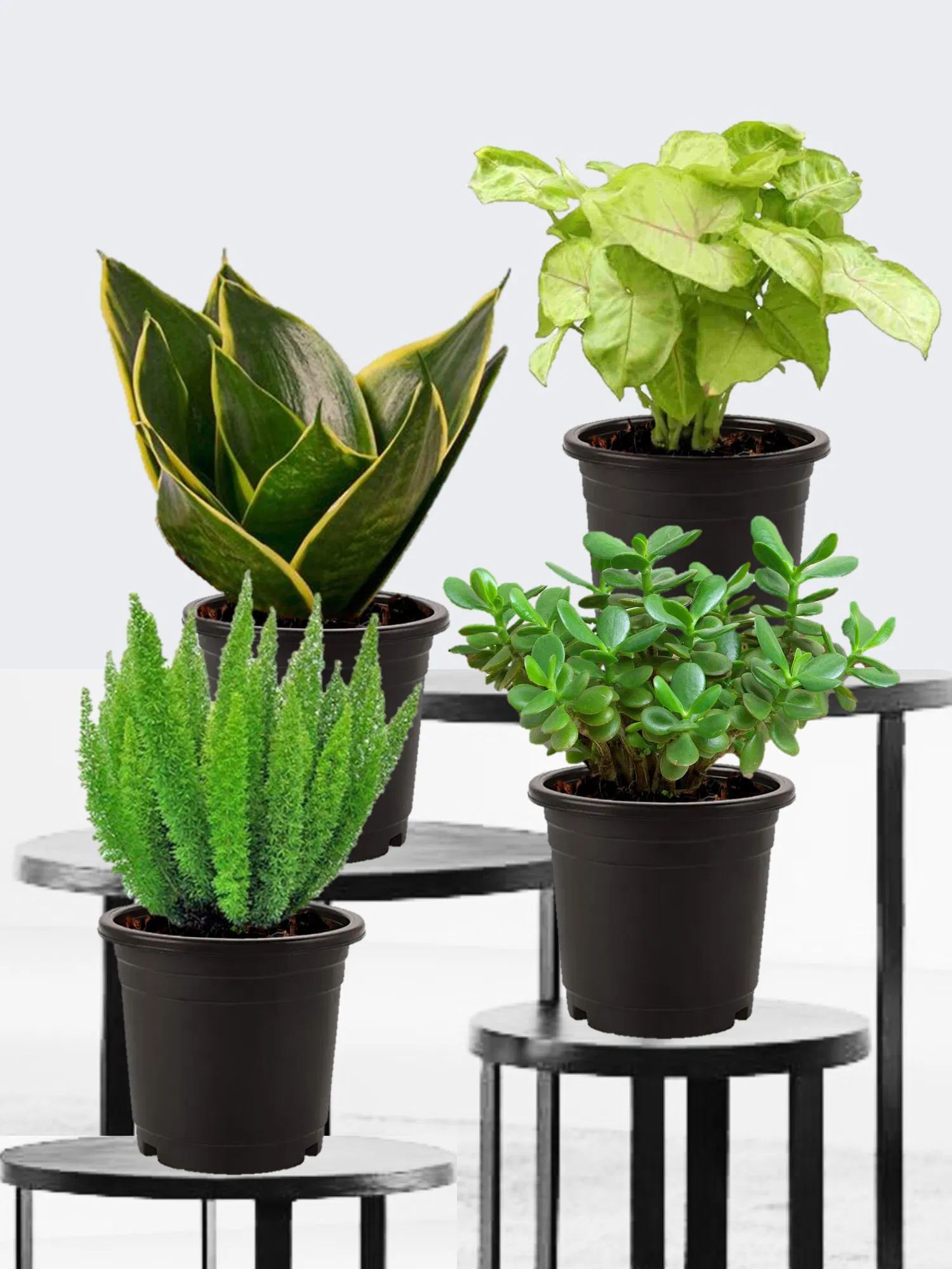 Set of 4 Air Purifying Indoor Plant Bundle for Home