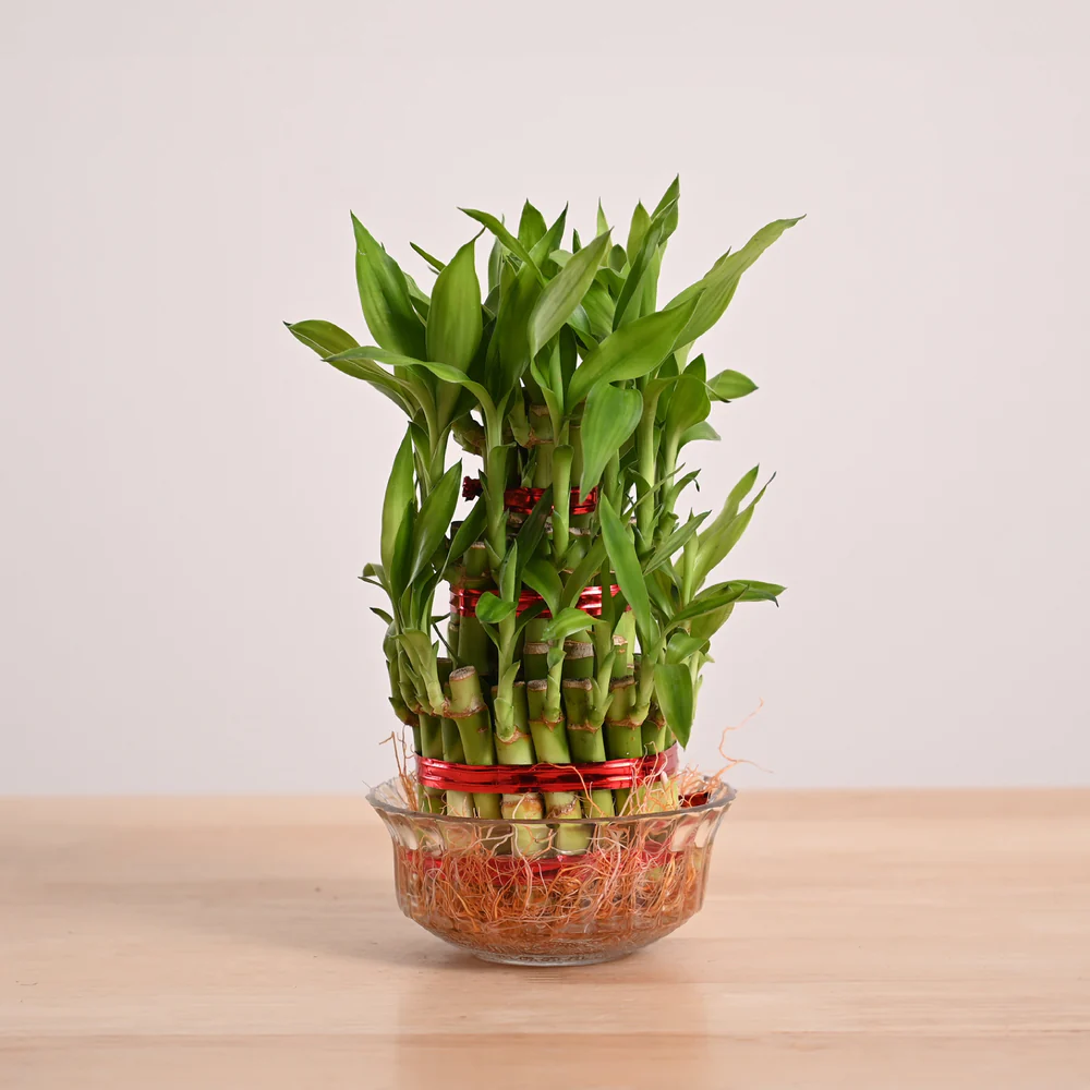 Lucky Bamboo Plant - 3 Layer