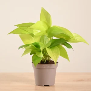 Money Plant Golden